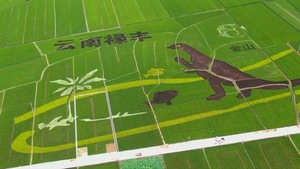 Hình vẽ khủng long khổng lồ trên cánh đồng lúa