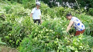 Bình Phước: Mưa lớn kèm lốc xoáy gây thiệt hại nặng