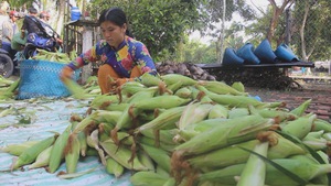 Thu nhập cao từ trồng bắp nếp