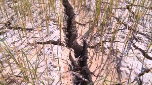 Gần 4000 ha lúa vụ hè thu bị khô hạn, thiếu nước