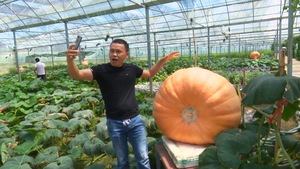 Kỳ lạ những quả bí ngô khổng lồ ở Trung Quốc