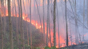 Trong 7 tháng, Phú Yên mất hơn 337 ha rừng do cháy