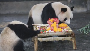 Bữa tiệc sinh nhật đầu tiên của cô gấu trúc ở Thượng Hải