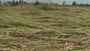 ĐBSCL: Diện tích lúa hè thu bị ảnh hưởng do mưa bão