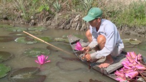 Khấm khá nhờ trồng bông súng