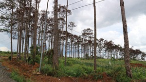 Khởi tố vụ hàng trăm cây thông bị đầu độc “tinh vi”