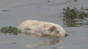 Báo động tình trạng vứt xác heo chết xuống sông ở Tiền Giang