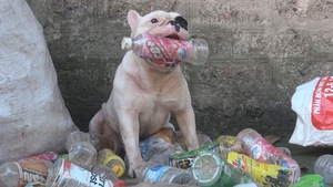 Góc nhìn trưa nay | “Vựa ve chai” của chú chó đáng yêu tại Hà Nội
