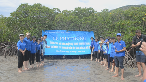 Trồng hơn 10.000 cây đước phục hồi rừng ngập mặn vịnh Nha Trang