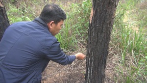 Lâm Đồng lập chuyên án điều tra các băng nhóm phá rừng
