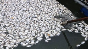 Cá bè Long Sơn lại chết hàng loạt