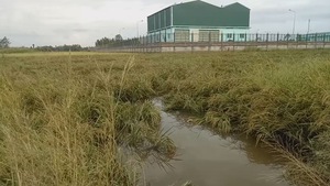 Lúa không chịu chín nghi do nước thải từ nhà máy xử lý nước thải vận hành… thử