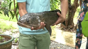 Cá lóc nặng gần 5kg được người dân nuôi làm cảnh