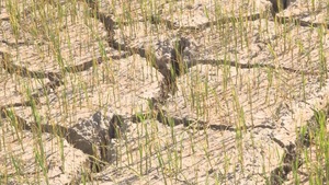 Nông dân chật vật cứu lúa mùa khô hạn