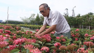 Nông dân Sa Đéc sưu tầm nhiều giống hoa trang mới lạ cung ứng cho thị trường
