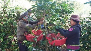 Lâm Đồng: 62 hộ tham gia mô hình canh tác cà phê bền vững