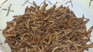 Quán ăn côn trùng đầu tiên ở Nam Phi