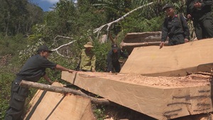 Phát hiện một vụ khai thác gỗ trái phép với quy mô lớn