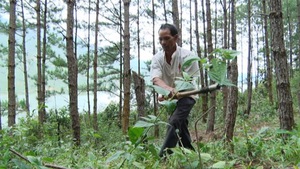 Phát hiện sai phạm, thu hồi toàn bộ 231ha đất rừng tại Lâm Đồng