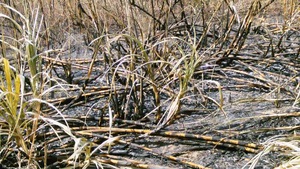 Gần 60 hecta mía bị cháy rụi do người dân đốt rừng  trồng keo