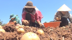 Nông sản Lâm Đồng tham gia chuỗi giá trị toàn cầu