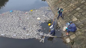 Cá chết trắng hàng loạt trên hồ Hòa Phú, Đà Nẵng