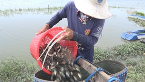 Đặt xà di bắt cá rô đồng mùa nước nổi