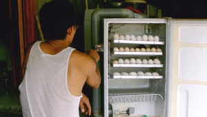 Biến tủ lạnh cũ thành... máy ấp trứng