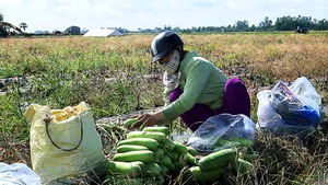 Thu hoạch hoa màu chạy lũ