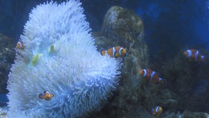 Chiêm ngưỡng những mẫu san hô Hoàng Sa, Trường Sa