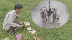 Tin nóng 24h: Trứng gà pha nước dừa tươi – bí quyết ‘tăng tốc’ cho những đôi bò đua