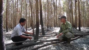 Phú Yên: Công an điều tra các vụ phá hoại cây trồng tại Sông Hinh