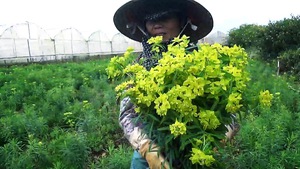 Xứ “ngàn hoa” quyết nâng năng suất, chất lượng rau, hoa hàng đầu Đông Nam Á