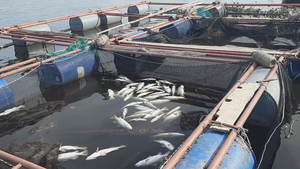 100 tấn cá nuôi chết trắng lồng bè, nghi sốc nước ngọt