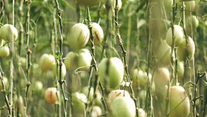 Độc đáo vườn dưa Pepino sai trĩu quả tại Đà Lạt
