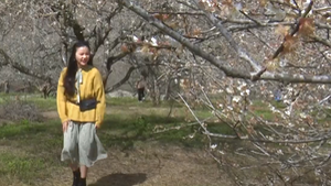 Video: Mùa hoa mơ trắng trên cao nguyên Mộc Châu