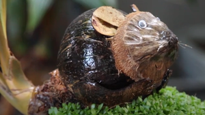 Video: Tạo hình chuột từ những quả dừa khô