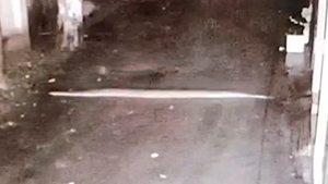 Video: Trăn khủng chui từ cống lên đường và bò vào nhà dân