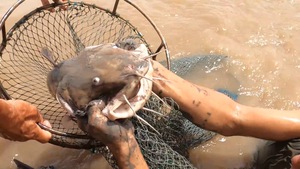 Video: Đạp hang bắt cá ngát bằng tay không trên sông Cửa Tiểu