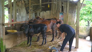 Khát khao đổi đời của nông dân xứ dừa Bến Tre