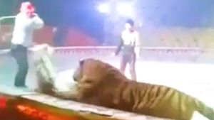 Video: Bị bỏ đói, hổ và sư tử thi nhau tấn công, quyết ăn thịt ngựa ngay trên sân khấu