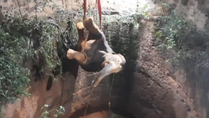 Video: 15 giờ nghẹt thở giải cứu voi rơi xuống giếng sâu 18m