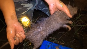 Video: Đào hang săn chuột cống nhum ‘khủng’ trong đêm ở miền Tây