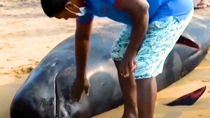 Video: Giải cứu 120 con cá voi mắc cạn ở biển Sri Lanka