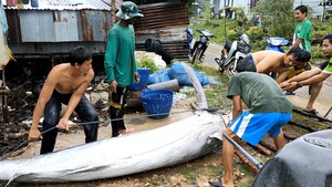 Video: Cá cờ xanh 'siêu khủng', nặng 200kg dạt vào bờ biển