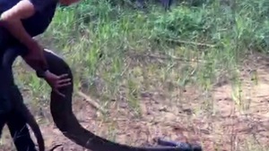 Video: Thả rắn hổ mang chúa 21 kg vào rừng