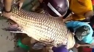 Video: Ngư dân An Giang bắt được cá hô khủng nặng trên 110kg