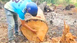 Video: Rừng giáp ranh Gia Lai - Đắk Lắk đang bị tàn sát