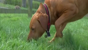 Video: Huấn luyện chó phát hiện người nhiễm COVID-19