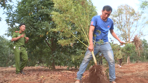 Phát hiện 2 gia đình trồng gần 600 cây cần sa ở Đắk Lắk